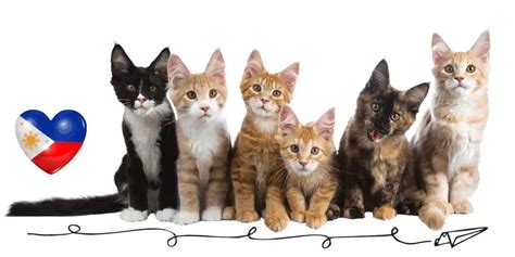World of Philippine Domestic Cat Breeds .